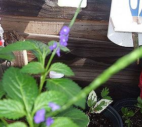 i have another mystery plant, flowers, gardening