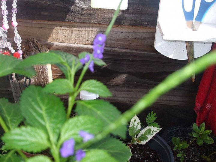 i have another mystery plant, flowers, gardening