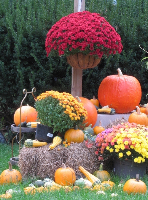 fall yard decorating, gardening