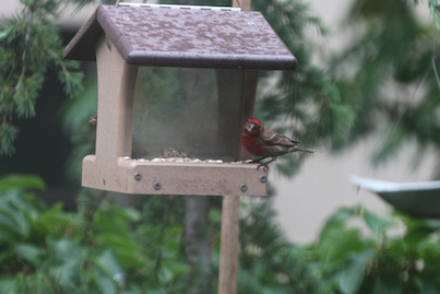 part 5 back story of tllg s rain or shine feeders, outdoor living, pets animals, urban living, A male house finch poses in the rain under the HH Feeder s rooftop INFO ON FINCHES AS WELL AS