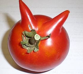 weird vegetables, gardening, devil tomato