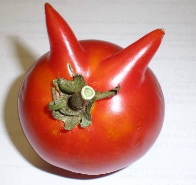 weird vegetables, gardening, devil tomato