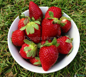 first strawberries of the season, gardening, A bowl of Florida Radiance strawberries fresh from the farm