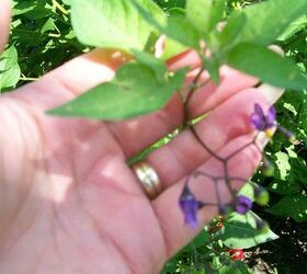 weed, flowers, gardening, pets animals, small bell shaped purple flowers