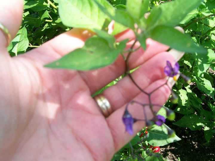 weed, flowers, gardening, pets animals, small bell shaped purple flowers