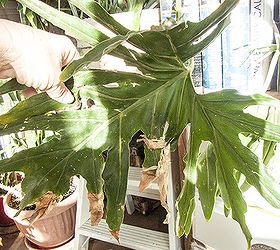 grooming houseplants, gardening, home decor, Browning around the leaves can be caused by several things You can trim this away to tidy up a plant Also while trimming and grooming now s a good time to give them a shower Plants breath through their leaves