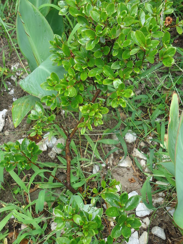 podra ayudarme a identificar este arbusto