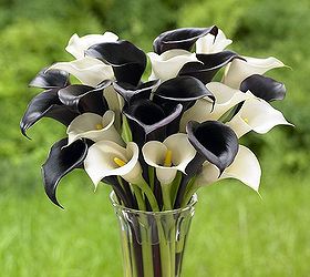2014 garden trends report restoring and sowing balance in the garden, container gardening, flowers, gardening, Black and White Calla Lilies from Longfield Gardens