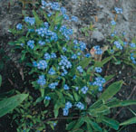 our fave five aquatic plants for the pond, flowers, gardening, outdoor living, Water Forget Me Not looks great when planted in gentle stream beds