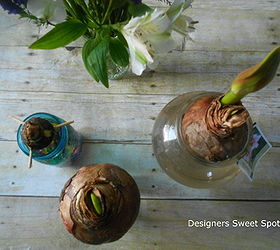growing amaryllis in water, container gardening, gardening, More tips on the blog