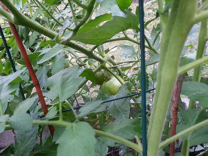how do you prepare for the next season when your crops are finished, gardening, Beefsteak tomatoes
