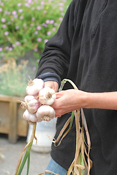 braiding garlic, gardening, Visit the blog for full braiding instructions and how to add multiple stalks of garlic into your braid