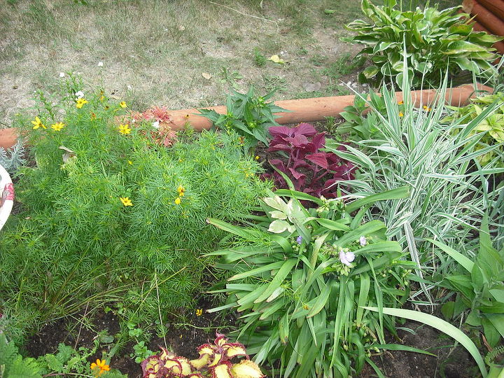 new garden and pond, flowers, gardening, hibiscus, outdoor living, ponds water features