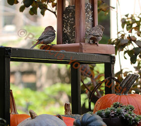 part 2 back story of tllg s rain or shine feeders, outdoor living, pets animals, House Finches enjoy FH Feeder once it s atop my urban hedge View One This image was featured in a story on Blogger