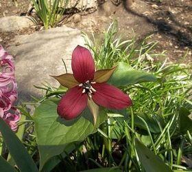 this year s flowers 2013, flowers, gardening, hibiscus, love my red trillium