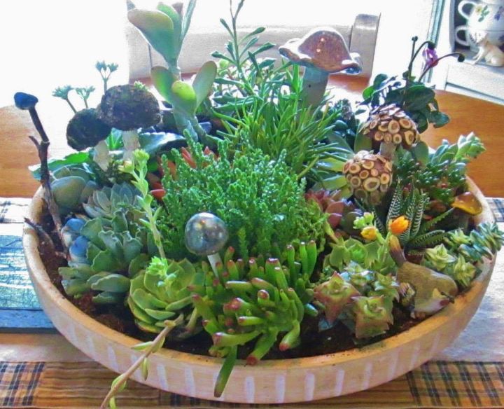 succulent bowl, flowers, gardening, succulents