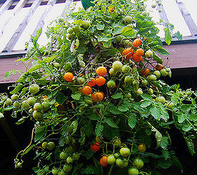 awesome site for small garden inspiration, container gardening, gardening, Upside down tomato planter One of the fun ideas in the series Gardening Ideas for Kids