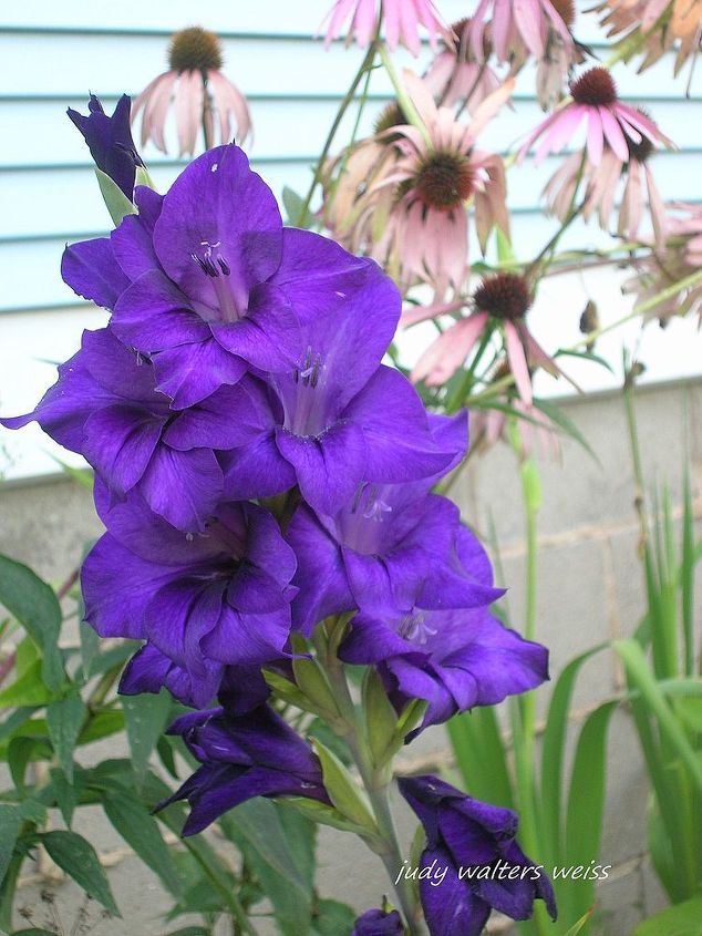ptalos bonitos de mi jardn, Los gladiolos tienen hermosas y vistosas flores uno de mis colores favoritos
