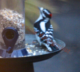 the back story part one of tllg s rain or shine feeders, outdoor living, pets animals, A grainy photo but enough detail to see a downy woodpecker enjoyed the Droll tube from a tray