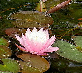 hardy water lily fall tips and tricks, gardening, outdoor living, ponds water features, Hardy Water Lily Courtesy of Poseidon Plants