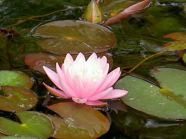 hardy water lily fall tips and tricks, gardening, outdoor living, ponds water features, Hardy Water Lily Courtesy of Poseidon Plants