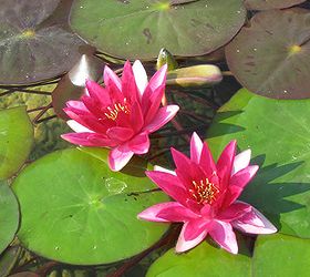 popular hardy waterlilies for your pond, flowers, gardening, outdoor living, ponds water features, Laydekeri Fulgens 6 to 8 deep red flower Dark green leaves Enjoys full sun