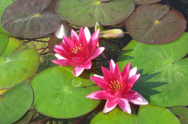 lrios de gua resistentes populares para sua lagoa, Laydekeri Fulgens 6 a 8 flor vermelha profunda Folhas verdes escuras Gosta de sol