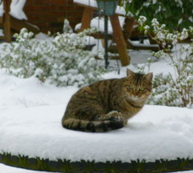 greenhouse 2014, flowers, gardening, outdoor living, Bonus Cat enjoying his first snow
