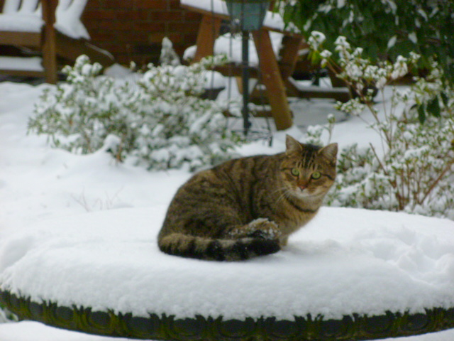 greenhouse 2014, flowers, gardening, outdoor living, Bonus Cat enjoying his first snow