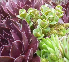 sempervivum hens and chicks ya know are so perfect with sedum, container gardening, gardening, Who knew that these plants combined so well Sempervivum and Sedum need the same kinds of growing conditions so grow them together in a big container or a green roof