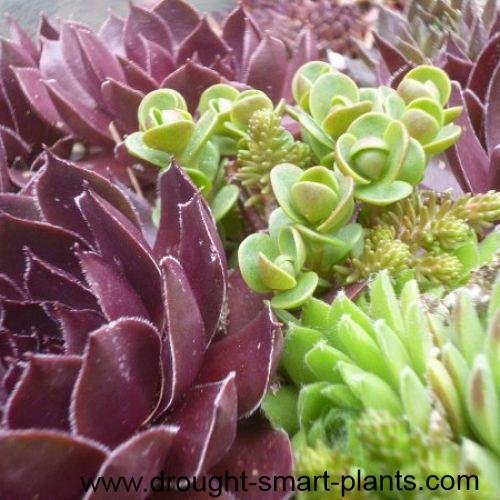 sempervivum hens and chicks ya know are so perfect with sedum, container gardening, gardening, Who knew that these plants combined so well Sempervivum and Sedum need the same kinds of growing conditions so grow them together in a big container or a green roof