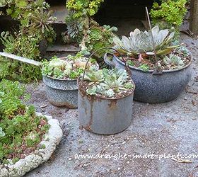 unique succulent planters, container gardening, flowers, gardening, succulents, Vintage Blue Granite Ware