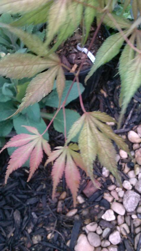 my love affair, Elmwoodie