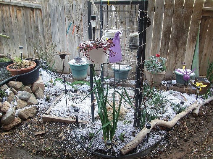 my garden snow, flowers, gardening, fm lft Mini Peach tree Dill sage basil and Chocolate and Orange mint in the hanging pots