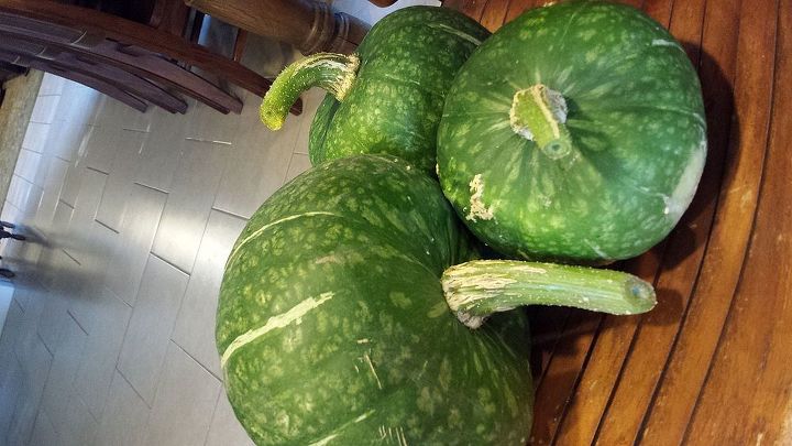 buttercup squash not to be confused with butternut, gardening, stem of squash The video I watched said to leave the stem long