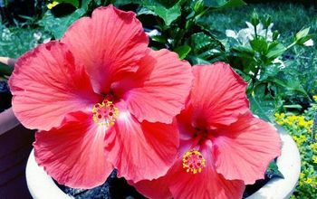 Coffee Grounds & SuperThrive  feeds my Hibiscus