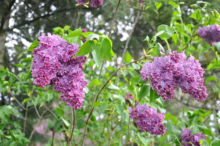 it s lilac time they come in all colors, gardening