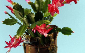 How to Care for a Christmas Cactus