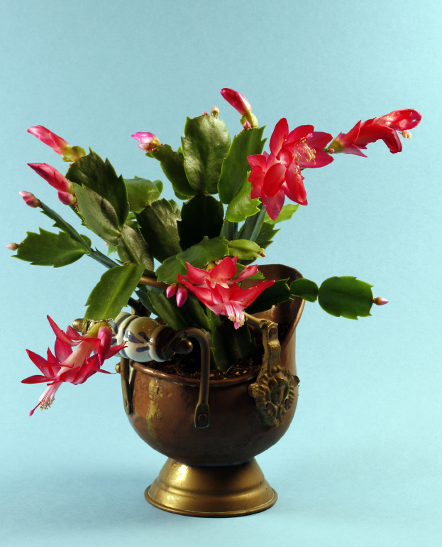 how to care for a christmas cactus, christmas decorations, gardening, seasonal holiday decor