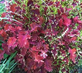 coleus the beautiful annual grown for its leaves, flowers, gardening