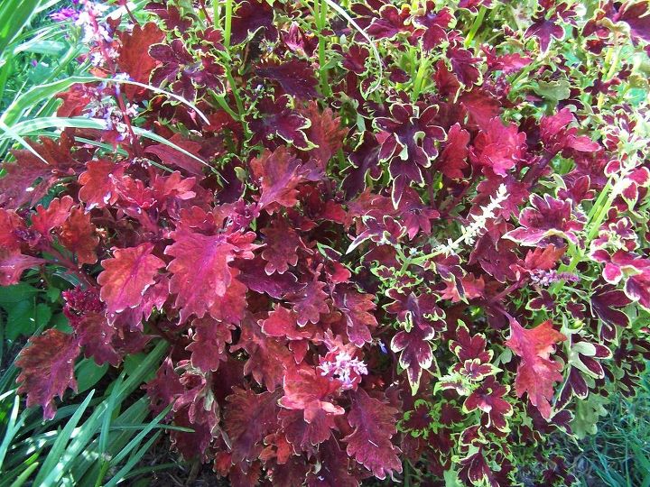 coleus the beautiful annual grown for its leaves, flowers, gardening