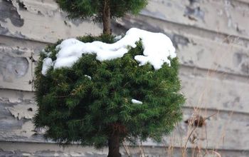 Macetas Topiary en la nieve