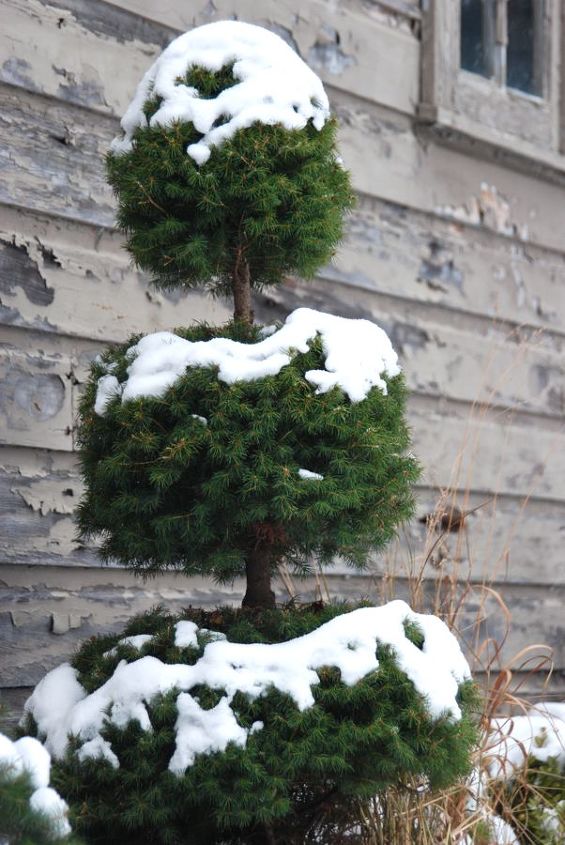 macetas topiary en la nieve, Abeto de Alberta recortado en un est ndar de tres bolas