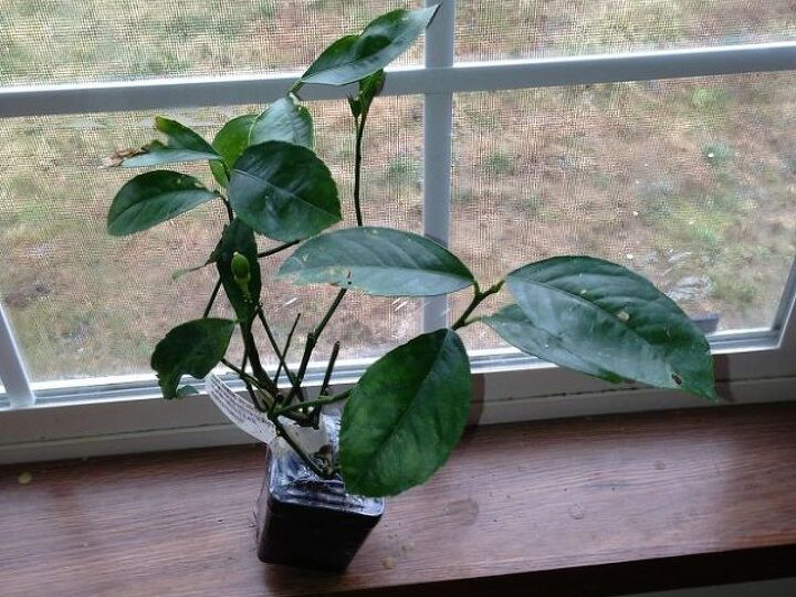 q can anyone give me tips on my dwarf meyer lemon tree, gardening