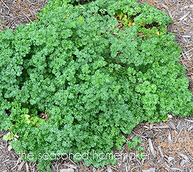 how to dry herbs, flowers, gardening, I only cut away about 75 of this parsley plant I want to allow the plant to come back not for more parsley instead I am leaving a little food for the monarch larvae They will strip every last parsley leaf come back and do it over and over