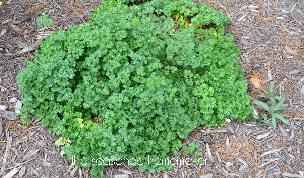 how to dry herbs, flowers, gardening, I only cut away about 75 of this parsley plant I want to allow the plant to come back not for more parsley instead I am leaving a little food for the monarch larvae They will strip every last parsley leaf come back and do it over and over