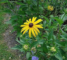 the rockstars of the july garden, gardening, Rudbeckia is a personal favourite with its long bloom time
