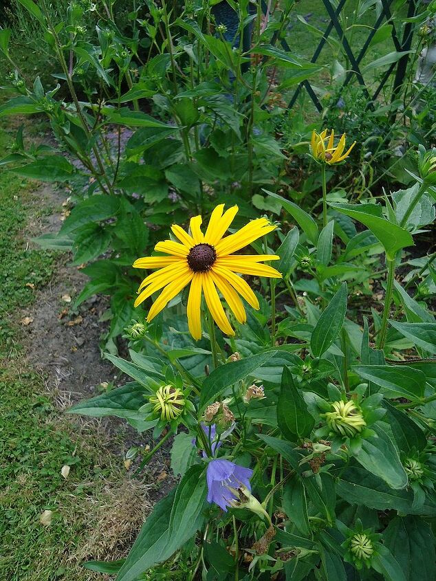 the rockstars of the july garden, gardening, Rudbeckia is a personal favourite with its long bloom time
