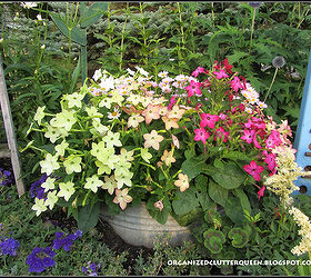 my proudest diy moment 20 years in the making, flowers, gardening, perennials, Favorite annuals Nicotiana Planted in a galvanized tub in the border