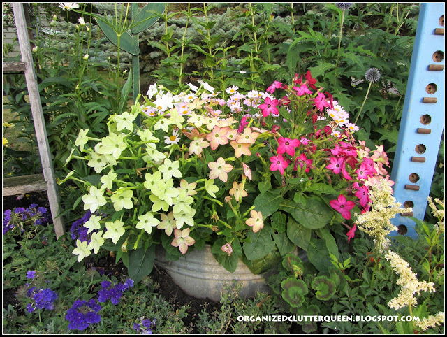 my proudest diy moment 20 years in the making, flowers, gardening, perennials, Favorite annuals Nicotiana Planted in a galvanized tub in the border